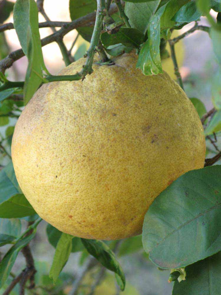            Fruit (Winter Haven, FL)   